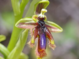Ophrys_vernixia_A-dos-Eiros